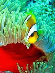 Red Anemone and Anemone Fish taken with Canon G9 by James Dawson 